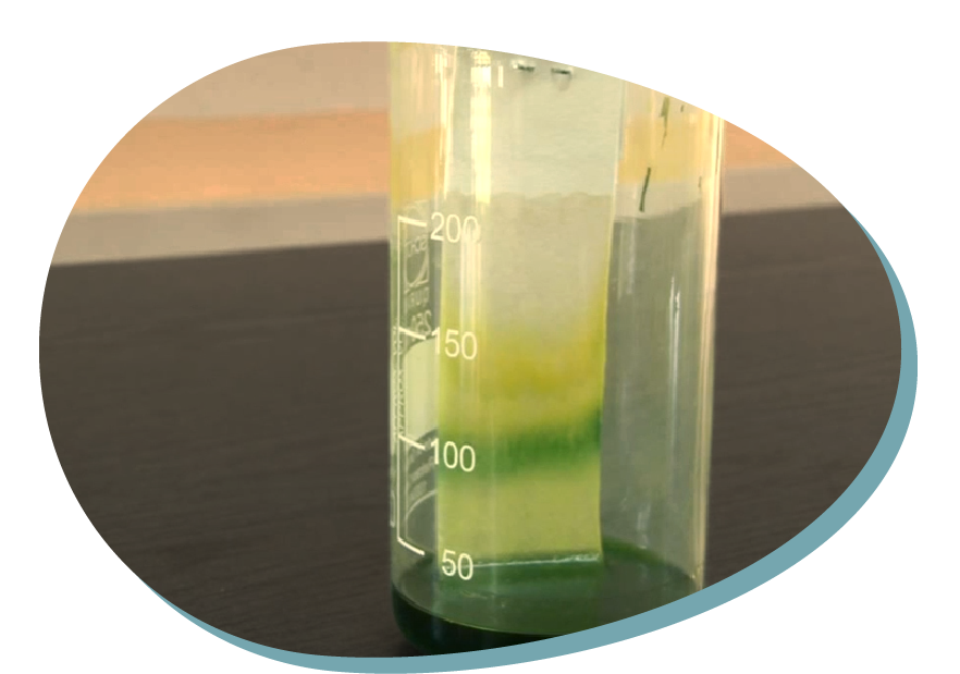 Barwniki roślinne – prosty chromatograf